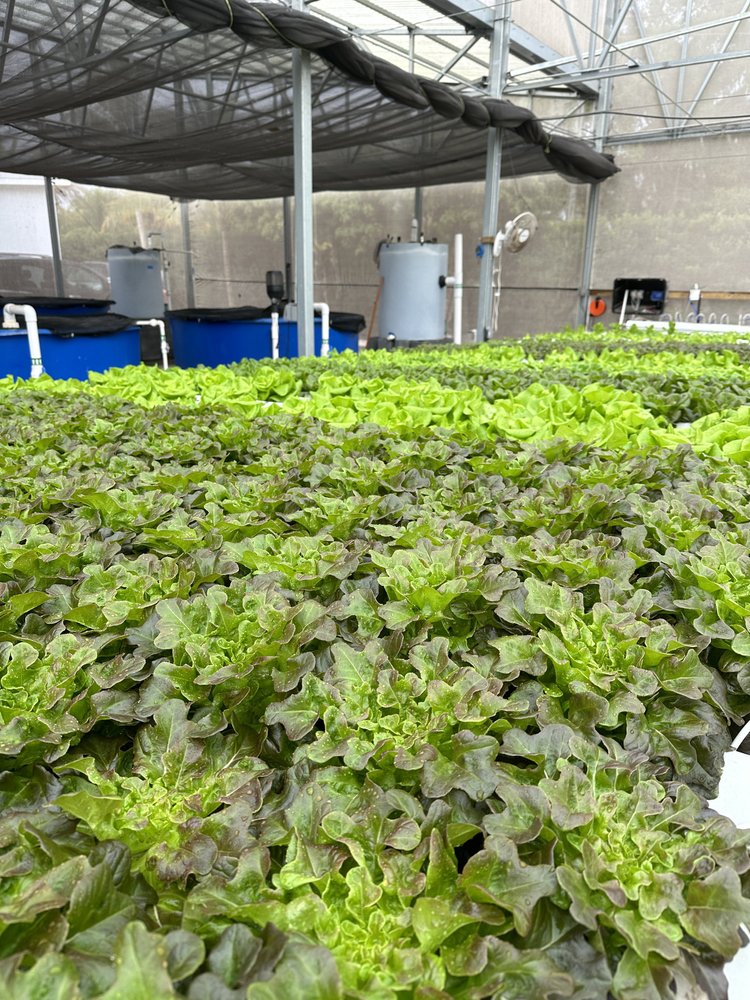 A2142938-FA11-4342-9E2D-D1A382144BD1 Lush green and red lettuce varieties growing in a hydroponic greenhouse, with water tanks and equipment visible in the background, highlighting sustainable agricultural practices.