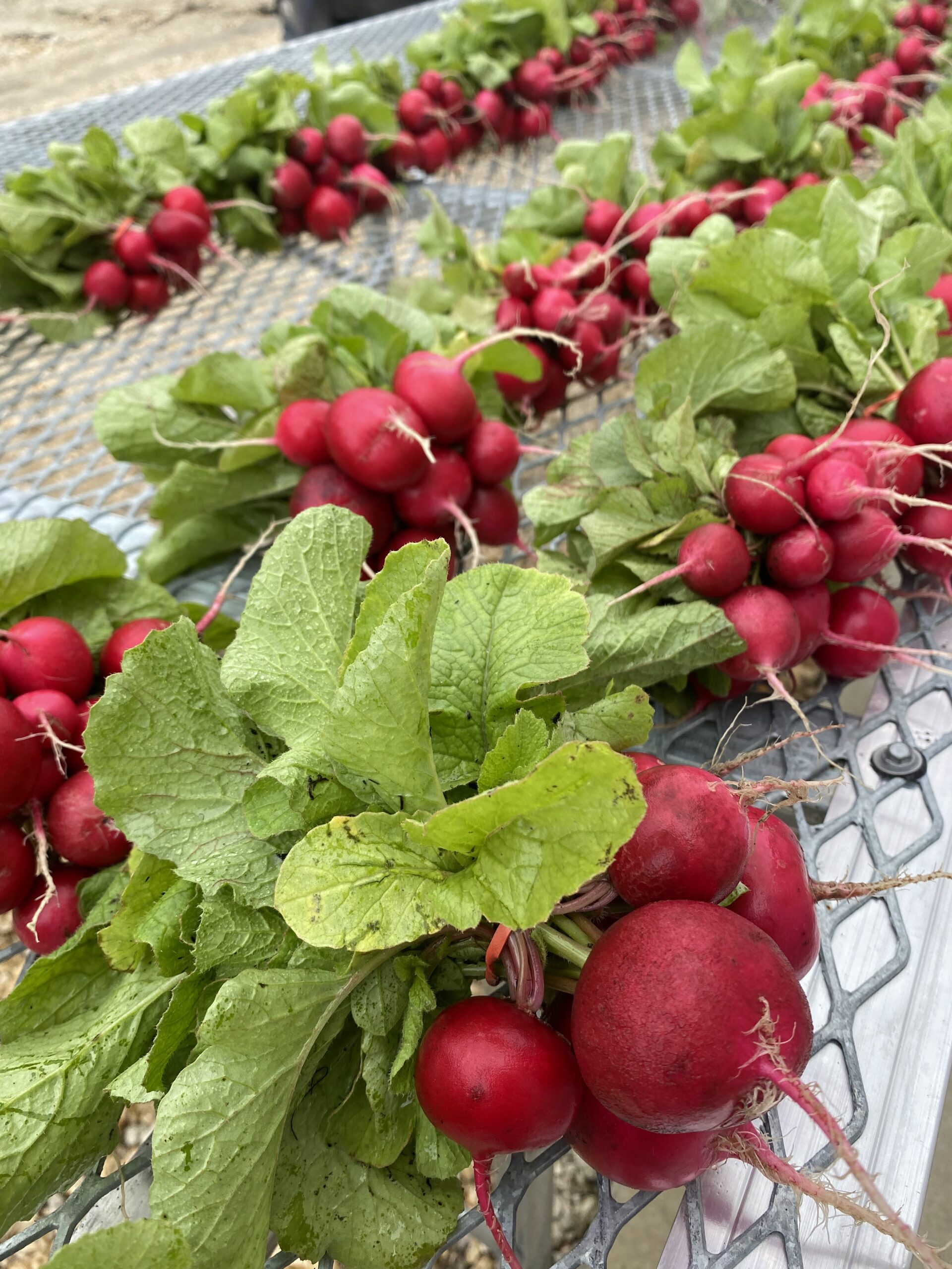 IMG_0185 Freshly harvested red radishes with vibrant green leaves arranged on a metal surface, showcasing their crisp texture and bright color. Ideal for farm-to-table cuisine and healthy eating.