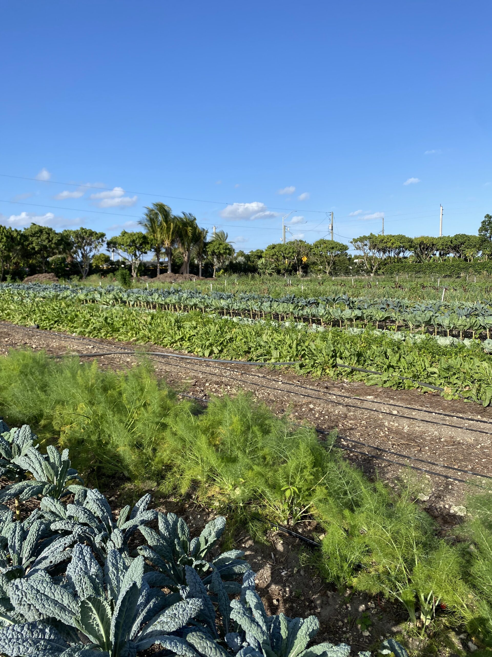 IMG_3367 Lush vegetable farm with rows of kale and fennel under a clear blue sky, showcasing a vibrant agricultural landscape.